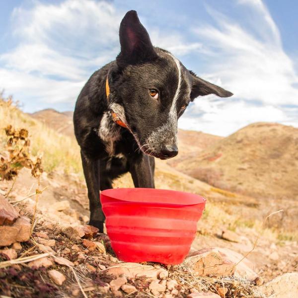 Kurgo  Collaps A Bowl  Rot